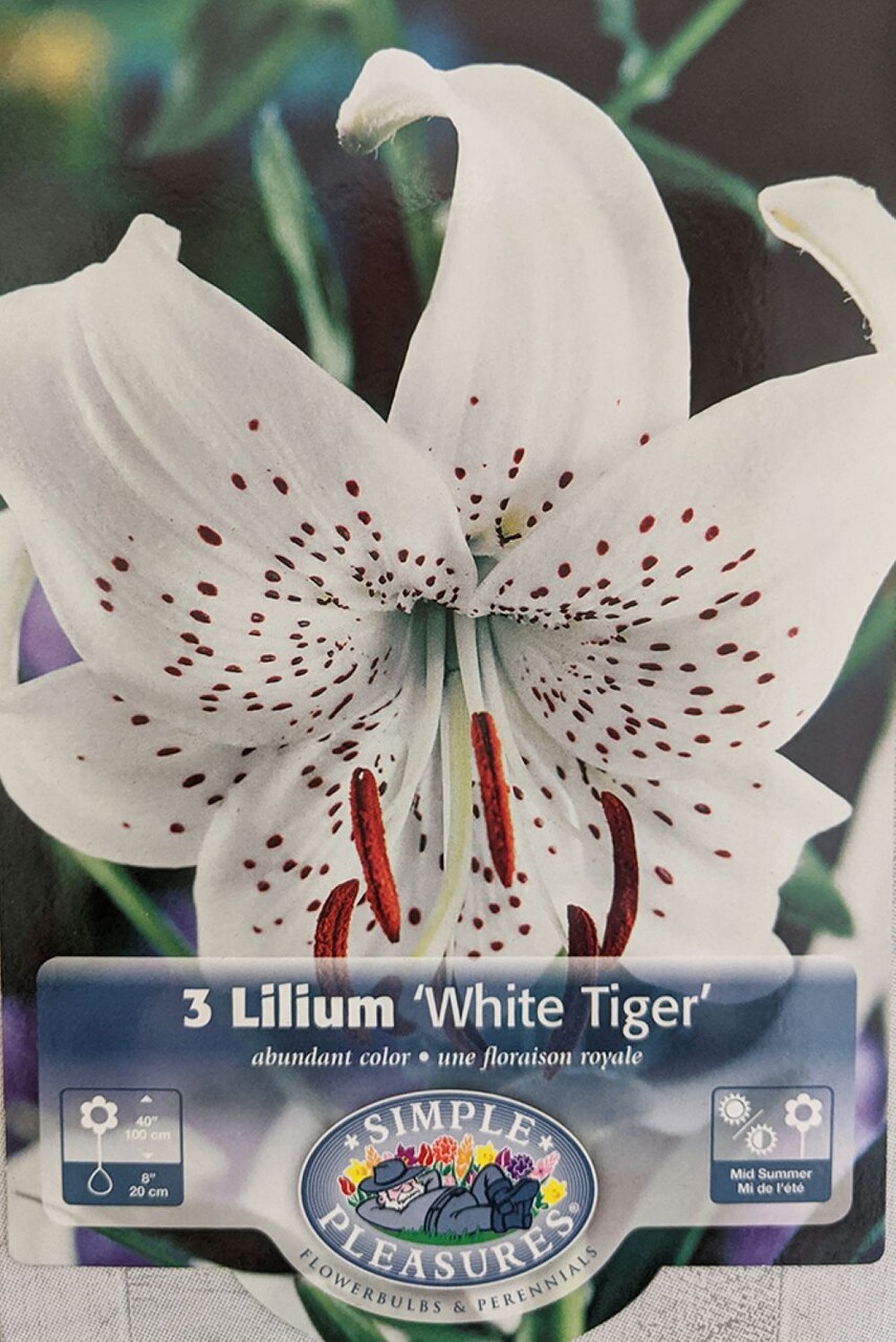 White Tiger Lily 3 Bulbs 14/16 cm - Heirloom - Cream/Maroon Dots